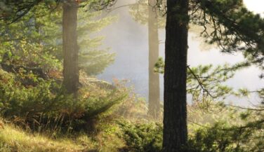 Trees in mist